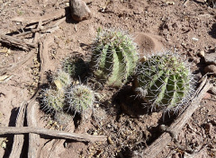 Echinopsis albispinosa.JPG