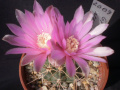 Gymnocalycium neuhuberi 4.jpg