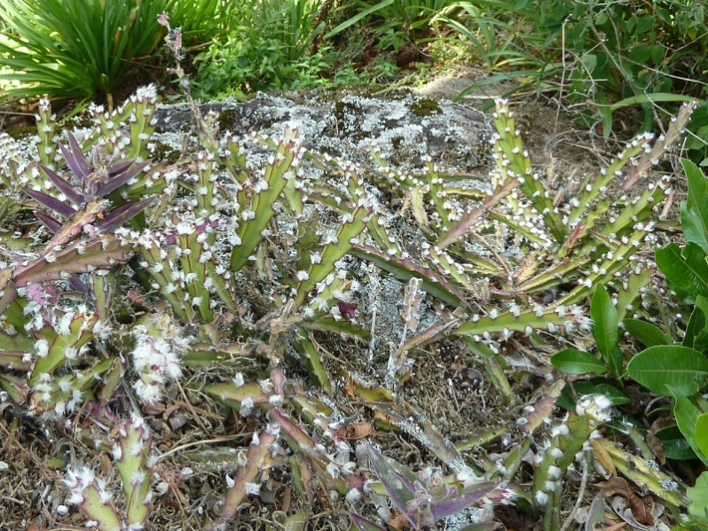 Файл:Lepismium cruciforme 1180764.JPG