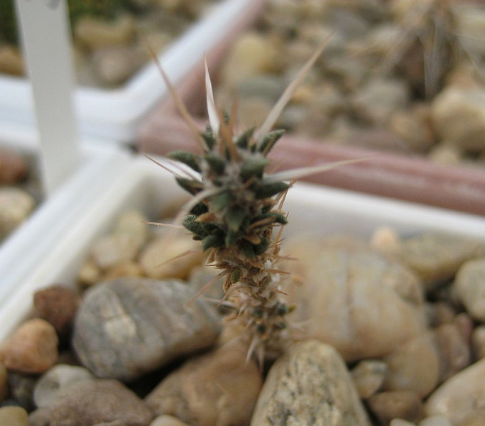 Файл:Maihuenia patagonica.jpg
