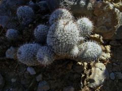 Mammillaria haageana schmollii.jpg