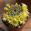 Mammillaria lindsayi 12131.jpg