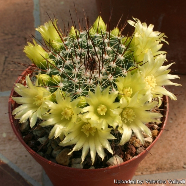 Файл:Mammillaria lindsayi 12131.jpg