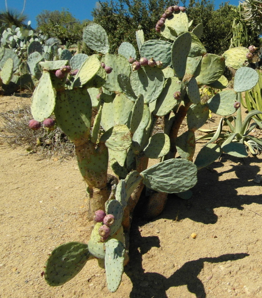 Файл:Opuntia ficus-indica 29.JPG