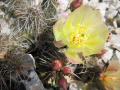 Opuntia fragilis LZ 343
