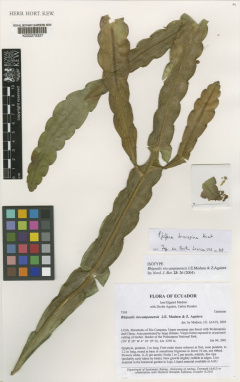 Pfeiffera brevispina 2140.jpg