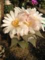 Ariocarpus retusus var. furfuraceus 2.jpg