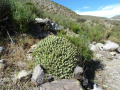 Cumulopuntia boliviana ssp. boliviana 2.JPG