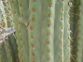 Echinopsis terscheckii 22.JPG