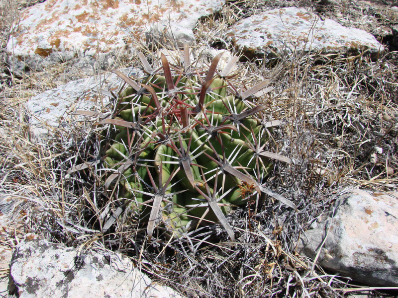 Файл:Ferocactus latispinus h1.jpg