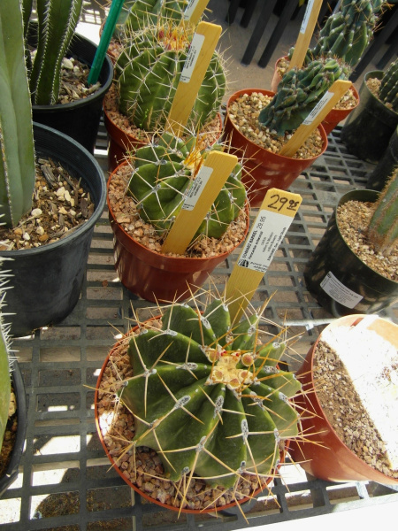 Файл:Ferocactus schwarzii 5.JPG