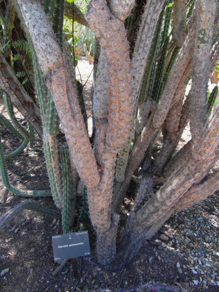 Файл:Harrisia tetracantha 1.jpg