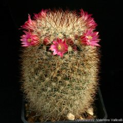Mammillaria duoformis 12202.jpg