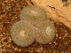 Mammillaria morganiana.JPG