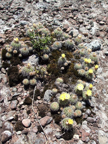 Файл:Parodia langsdorfii 3h.jpg