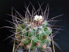 Thelocactus conothelos ssp. garciae.JPG