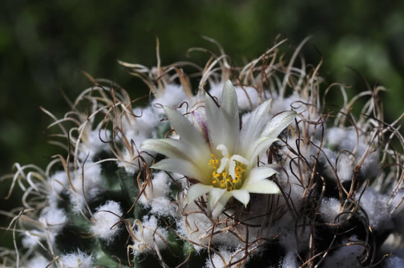 Файл:Turbinicarpus pseudomacrochele ssp. lausseri 1.jpg