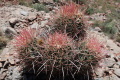 Echinocactus polycephalus ssp. xeranthemoides