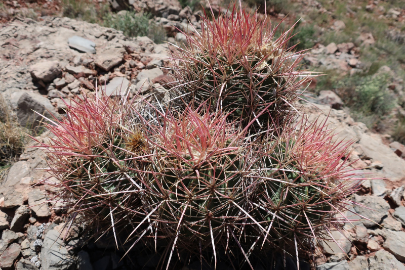Файл:Echinocactus polycephalus ssp. xeranthemoides 6.JPG