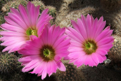 Echinocereus sciurus ssp. sciurus.jpg