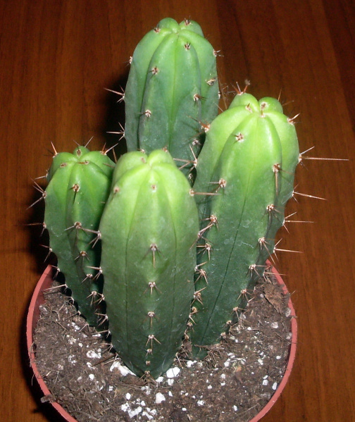Файл:Echinopsis lageniformis 2.jpg