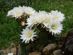 Echinopsis schickendantzii blow.jpg