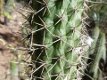 Echinopsis thelegona 1.JPG
