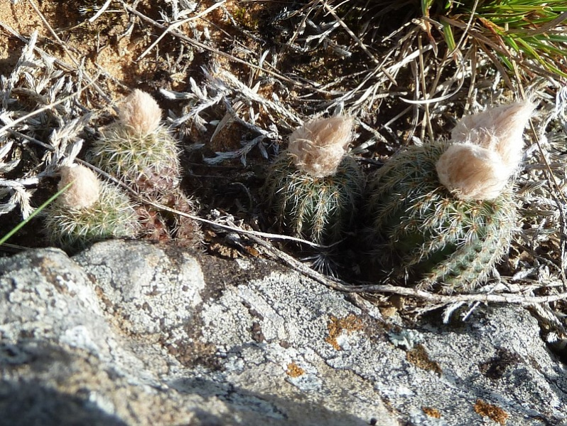 Файл:Frailea fulviseta 4.JPG