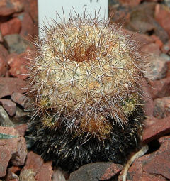 Frailea pumila.jpg