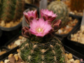 Gymnocalycium-bruchii 3.jpg