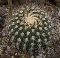 Gymnocalycium pflanzii ssp. pflanzii 1.jpg