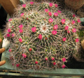 Mammillaria compressa ssp. centralifera.jpg