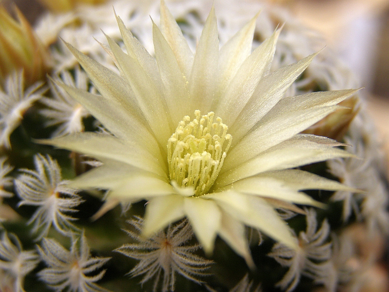 Файл:Mammillaria duwei 3.jpg