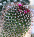 Mammillaria rhodantha 7.jpg