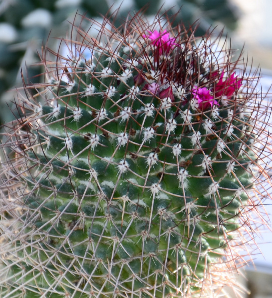 Файл:Mammillaria rhodantha 7.jpg