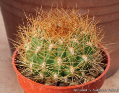 Matucana aurantiaca aurantiaca 86.jpg