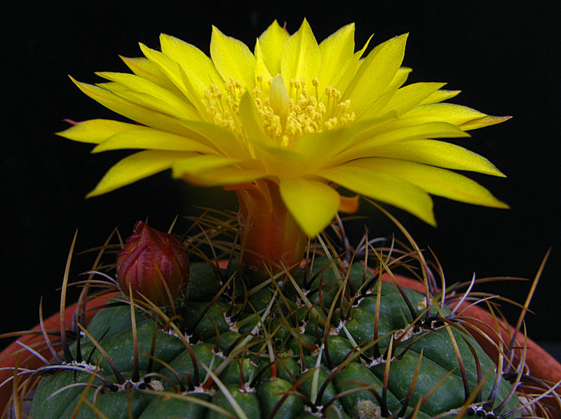 Файл:Matucana aureiflora 03.jpg