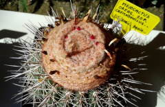 Melocactus oreas cremnophilus 2e.jpg