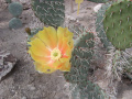 Opuntia engelmannii var. discata