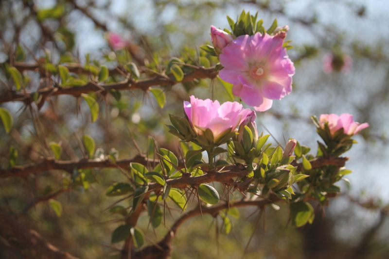 Файл:Pereskia sacharosa 4.jpg