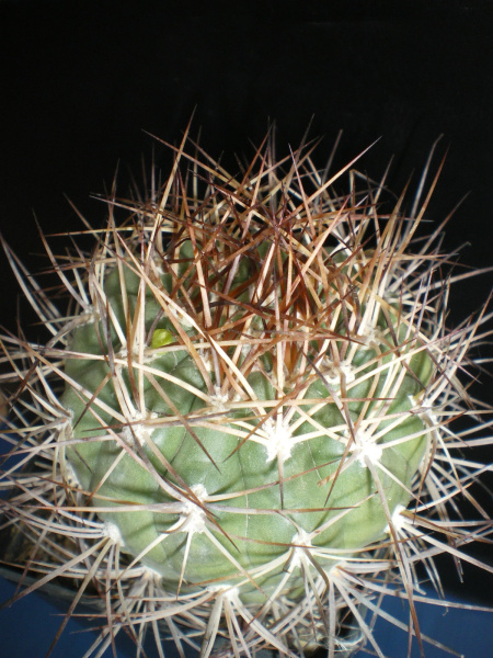 Файл:Rebutia fidana 3.jpg