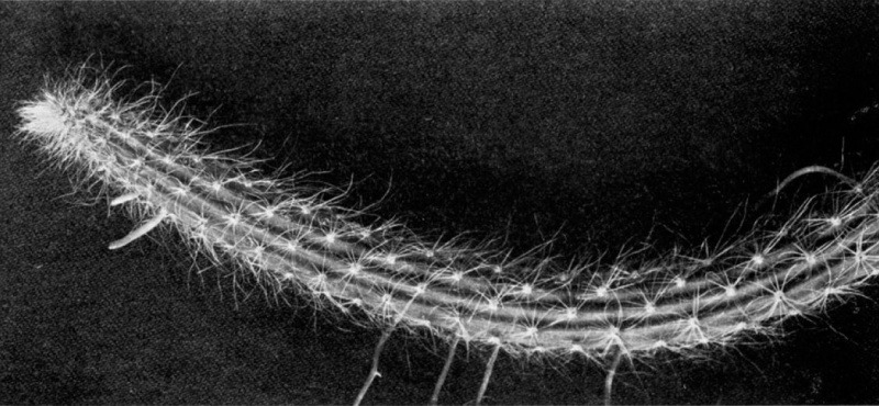 Файл:Selenicereus grandiflorus ssp. hondurensis.jpg