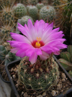 Thelocactus bicolor ssp. flavidispinus.jpg