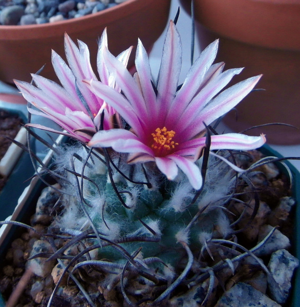 Файл:Turbinicarpus.JPG