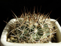 Turbinicarpus horripilus