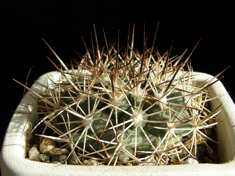 Файл:Turbinicarpus horripilus 3.jpg