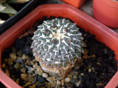 Ariocarpus kotschoubeyanus.JPG