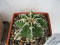 Astrophytum ornatum SAZANAMI HAKUJO