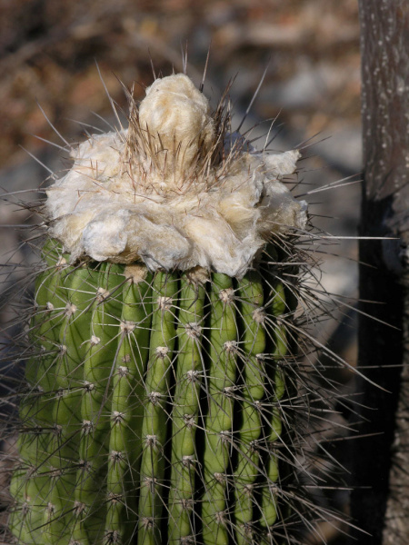 Файл:Cephalocereus apicicephalium 1.jpg