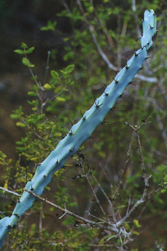 Cereus albicaulis.jpg